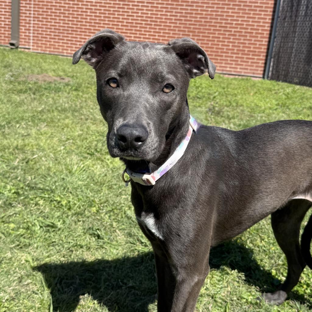 Kalie, a Adoptable mixed breed in Brenham, TX image 2/6