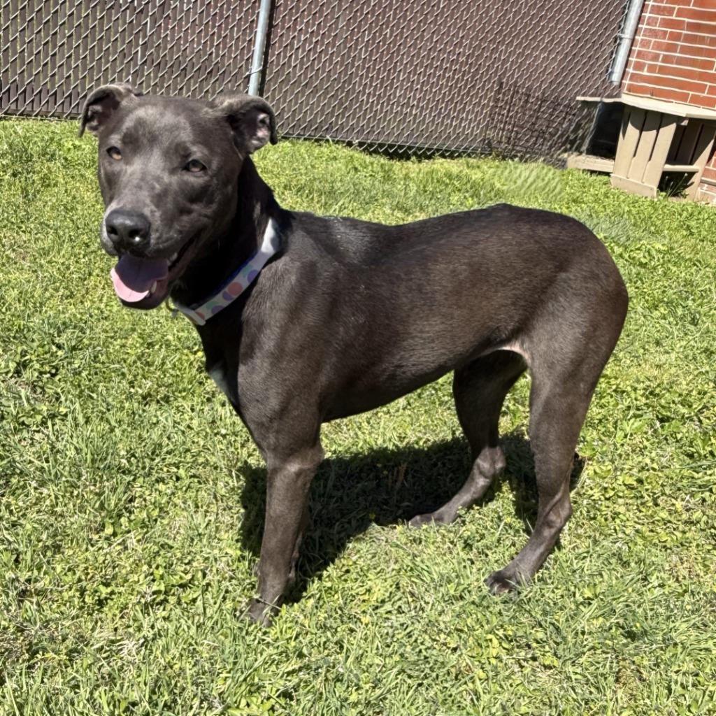 Kalie, a Adoptable mixed breed in Brenham, TX image 3/6