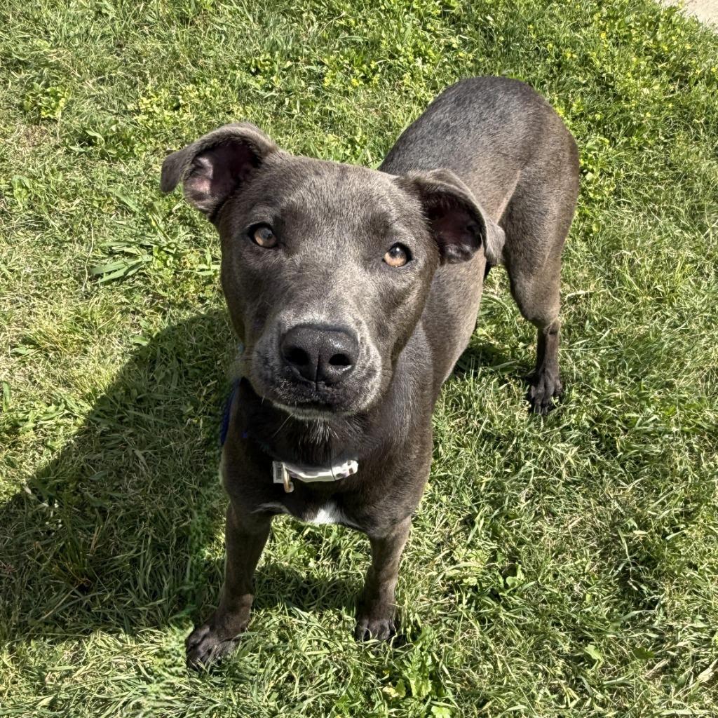 Kalie, a Adoptable mixed breed in Brenham, TX image 4/6