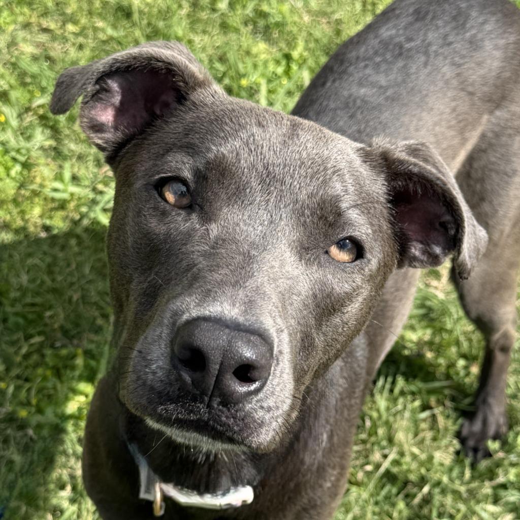 Kalie, Adoptable, Young Female Pit Bull Terrier & Husky.