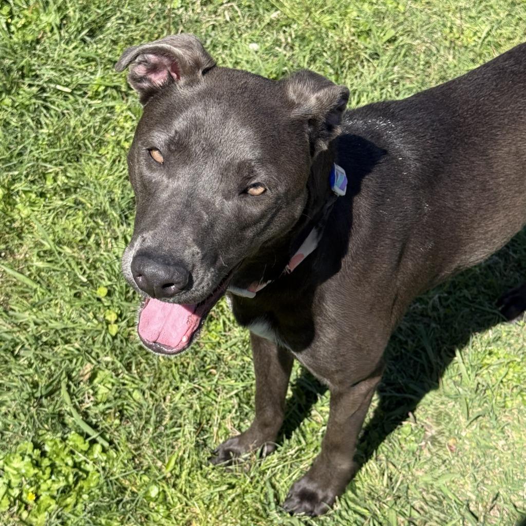 Kalie, a Adoptable mixed breed in Brenham, TX image 6/6