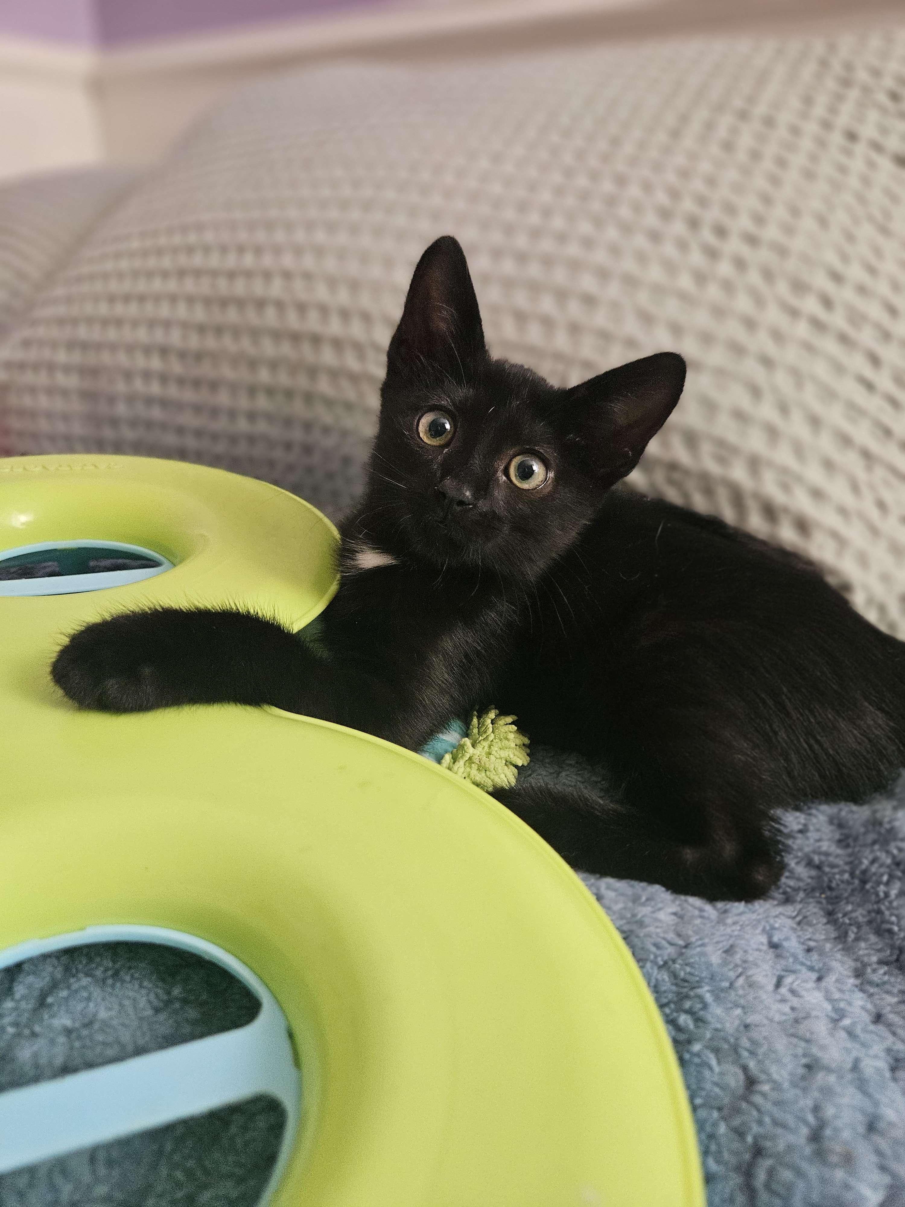 Enlarge Kiko, a Adopted Domestic Short Hair in Rancho Santa Margarita, CA image 1/6