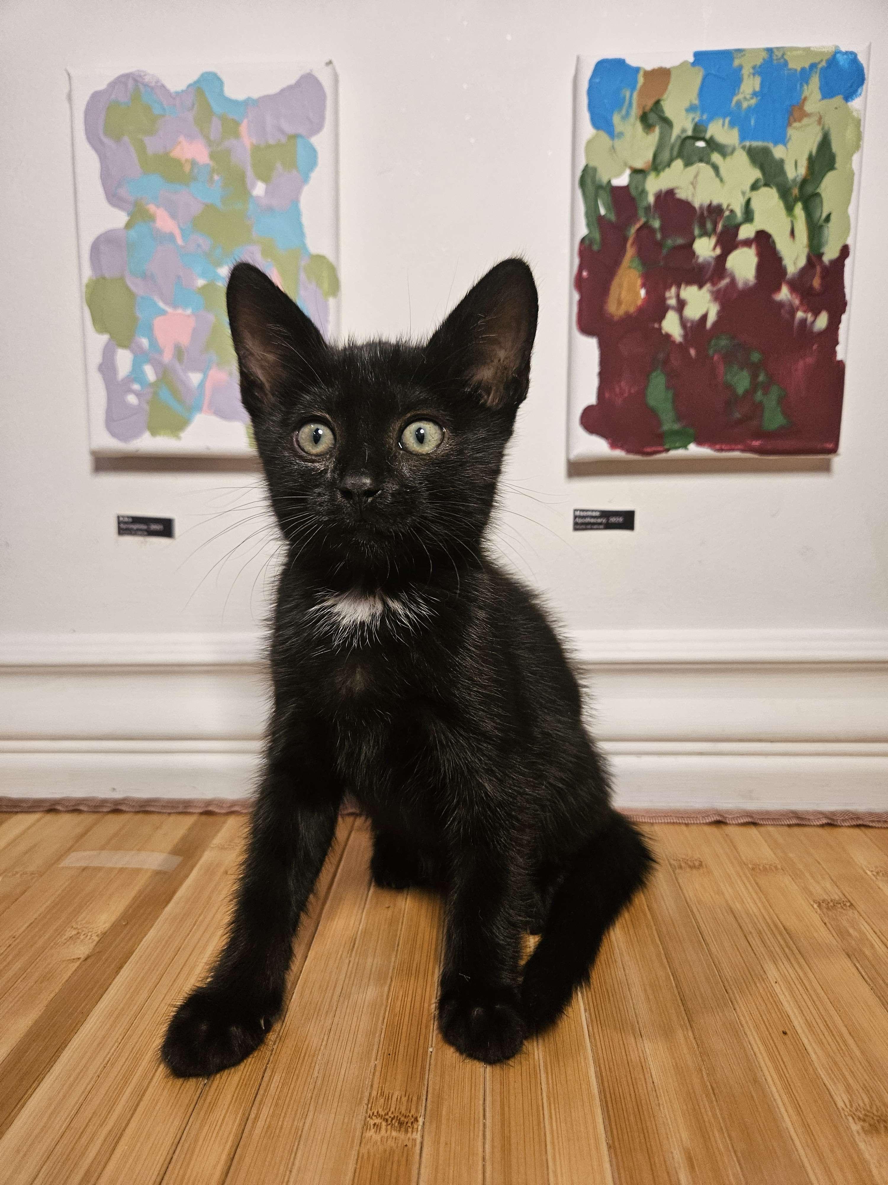 Enlarge Kiko, a Adopted Domestic Short Hair in Rancho Santa Margarita, CA image 3/6