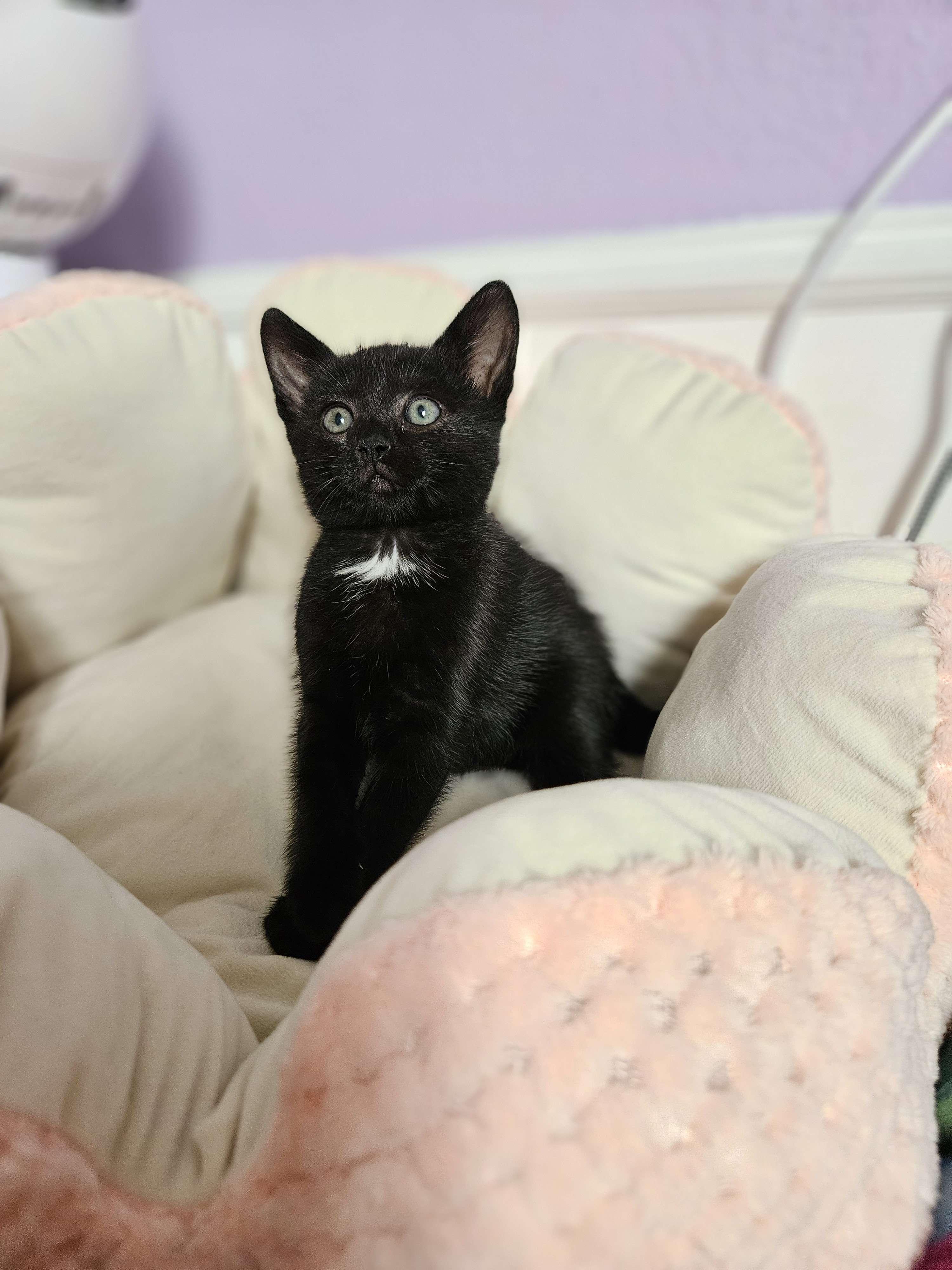 Enlarge Kiko, a Adopted Domestic Short Hair in Rancho Santa Margarita, CA image 6/6