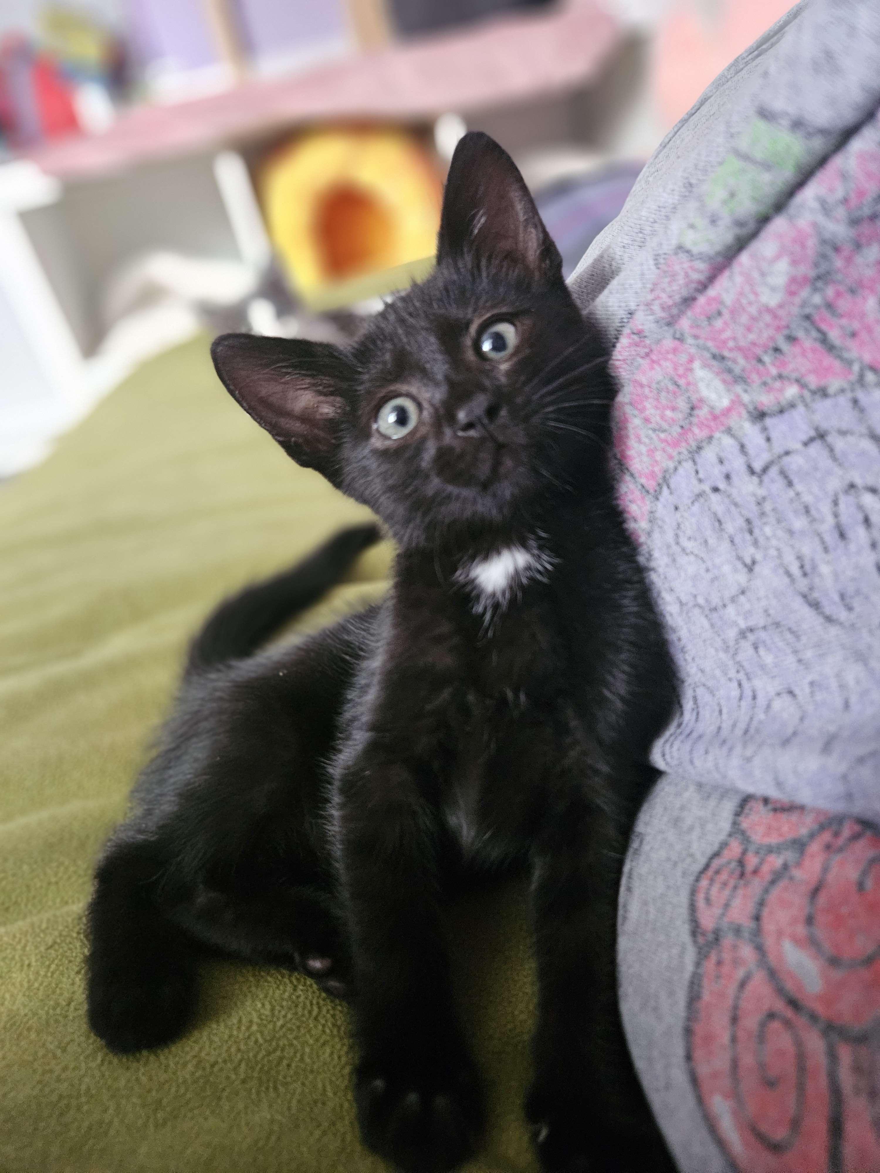 Enlarge Kiko, a Adopted Domestic Short Hair in Rancho Santa Margarita, CA image 2/6