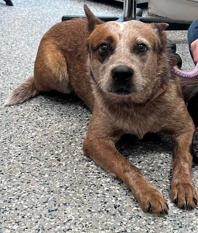 Rusty, Adoptable, Adult Male Australian Cattle Dog / Blue Heeler.
