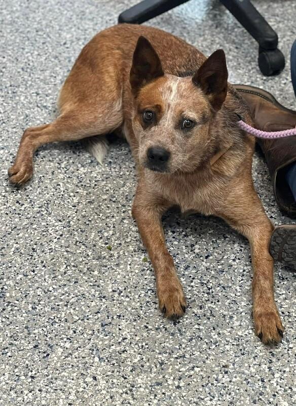Rusty, a Adoptable Australian Cattle Dog / Blue Heeler in Burgaw, NC image 2/2