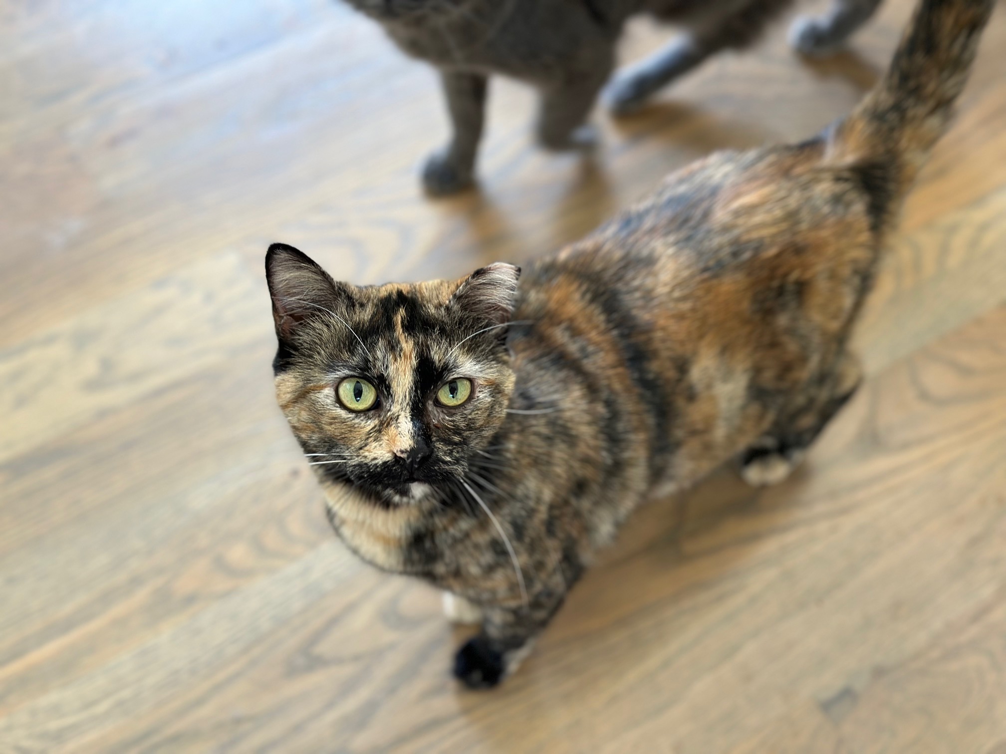 Enlarge Hope, a Adoptable Domestic Short Hair in Apex, NC image 1/2