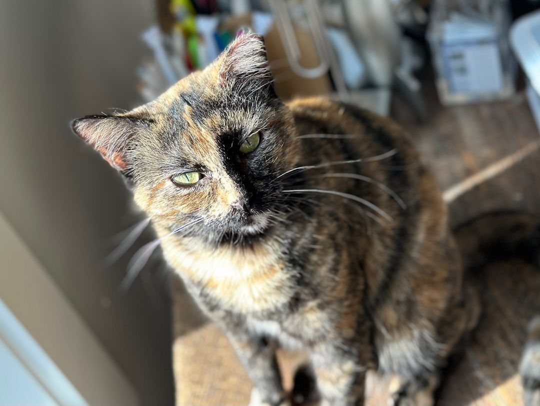 Enlarge Hope, a Adoptable Domestic Short Hair in Apex, NC image 2/2