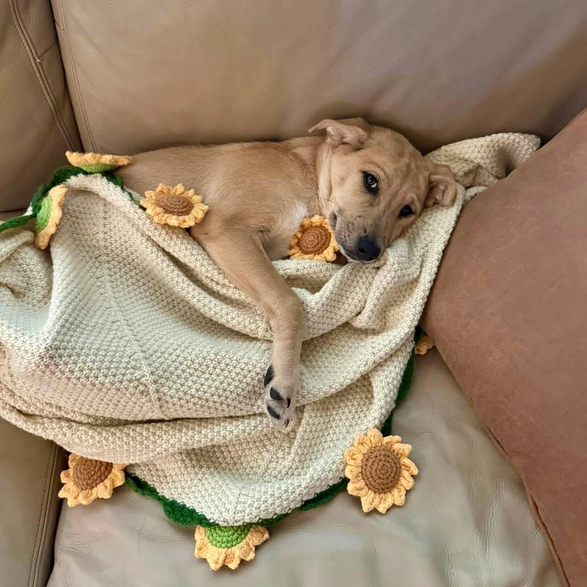 Enlarge Puppy Daisy, a Adoptable mixed breed in Brattleboro, VT image 2/3