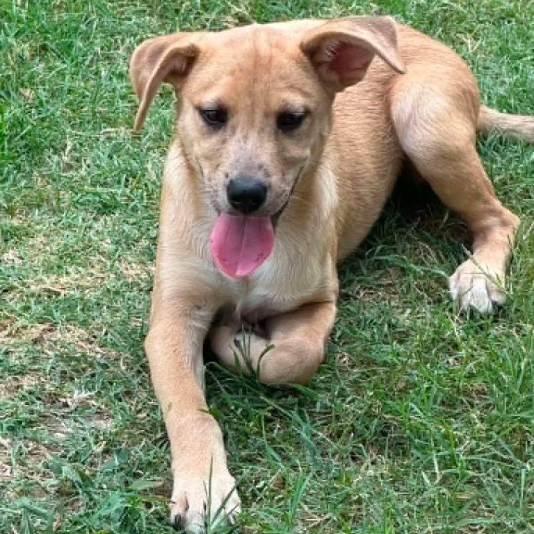 Enlarge Puppy Daisy, a Adoptable mixed breed in Brattleboro, VT image 3/3