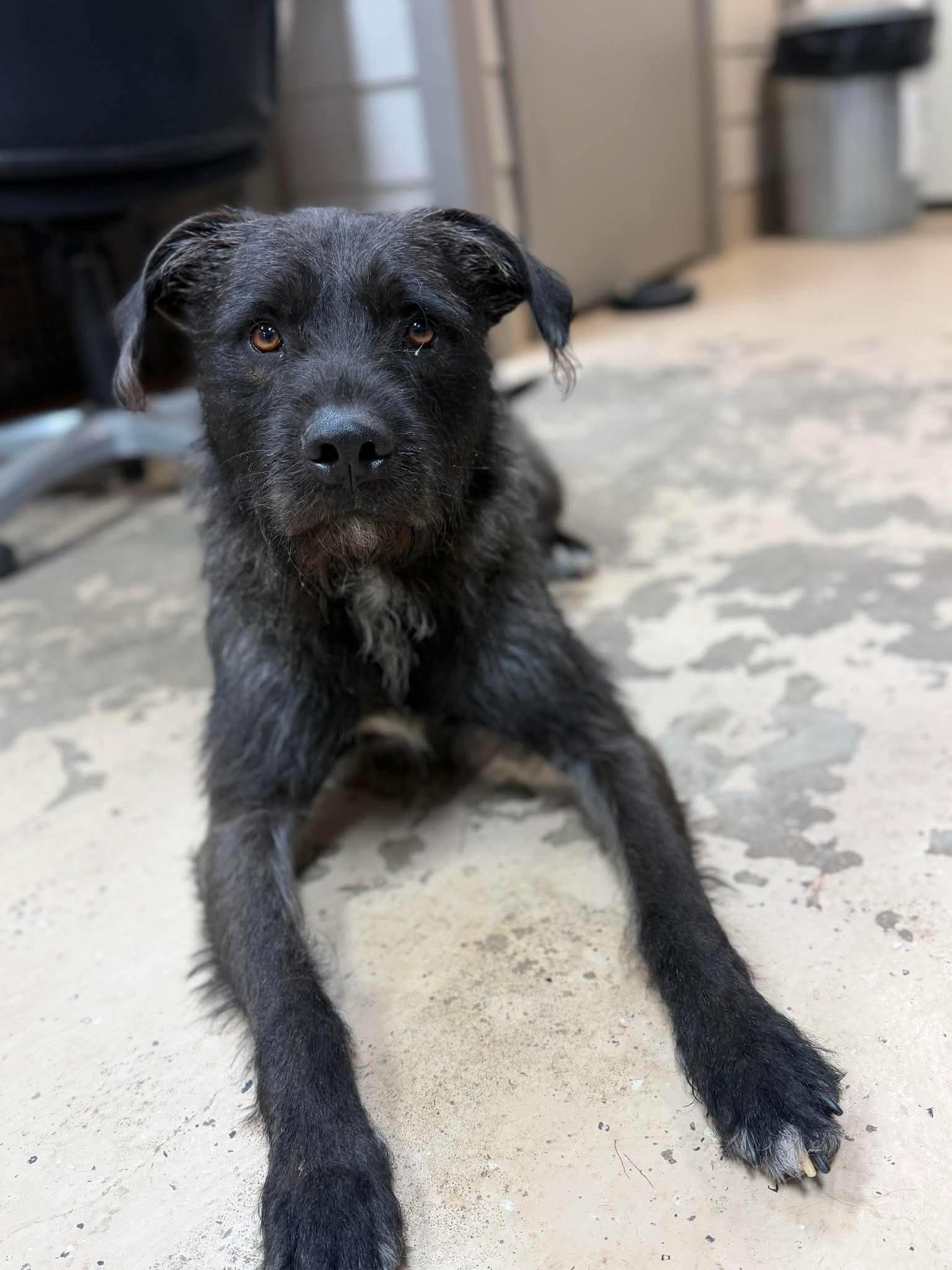 Enlarge Curly, a Adoptable mixed breed in Hawkins, TX image 3/5