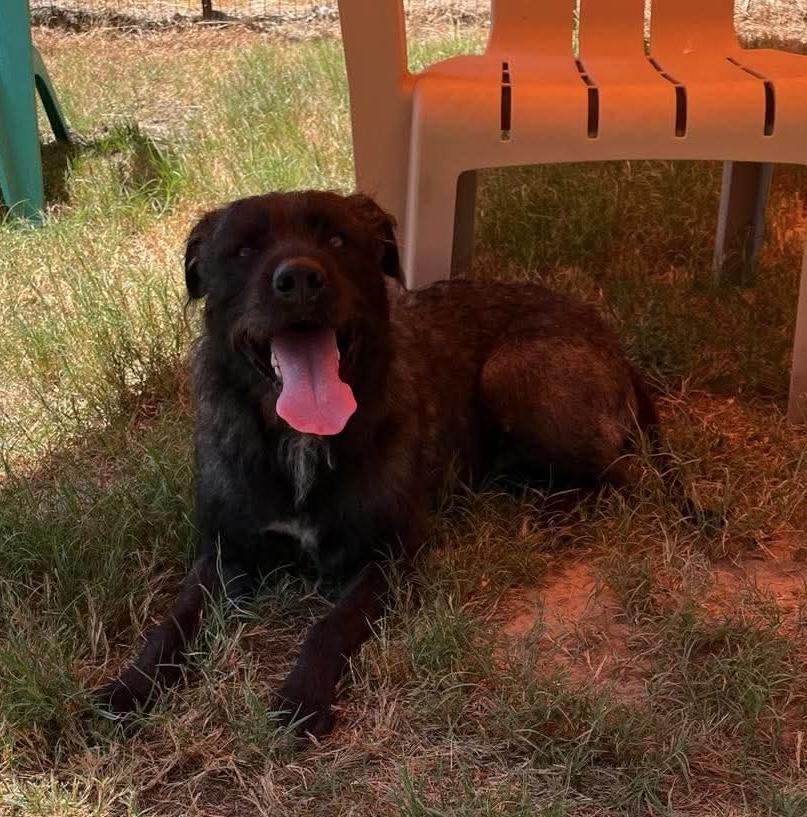 Enlarge Curly, a Adoptable mixed breed in Hawkins, TX image 5/5