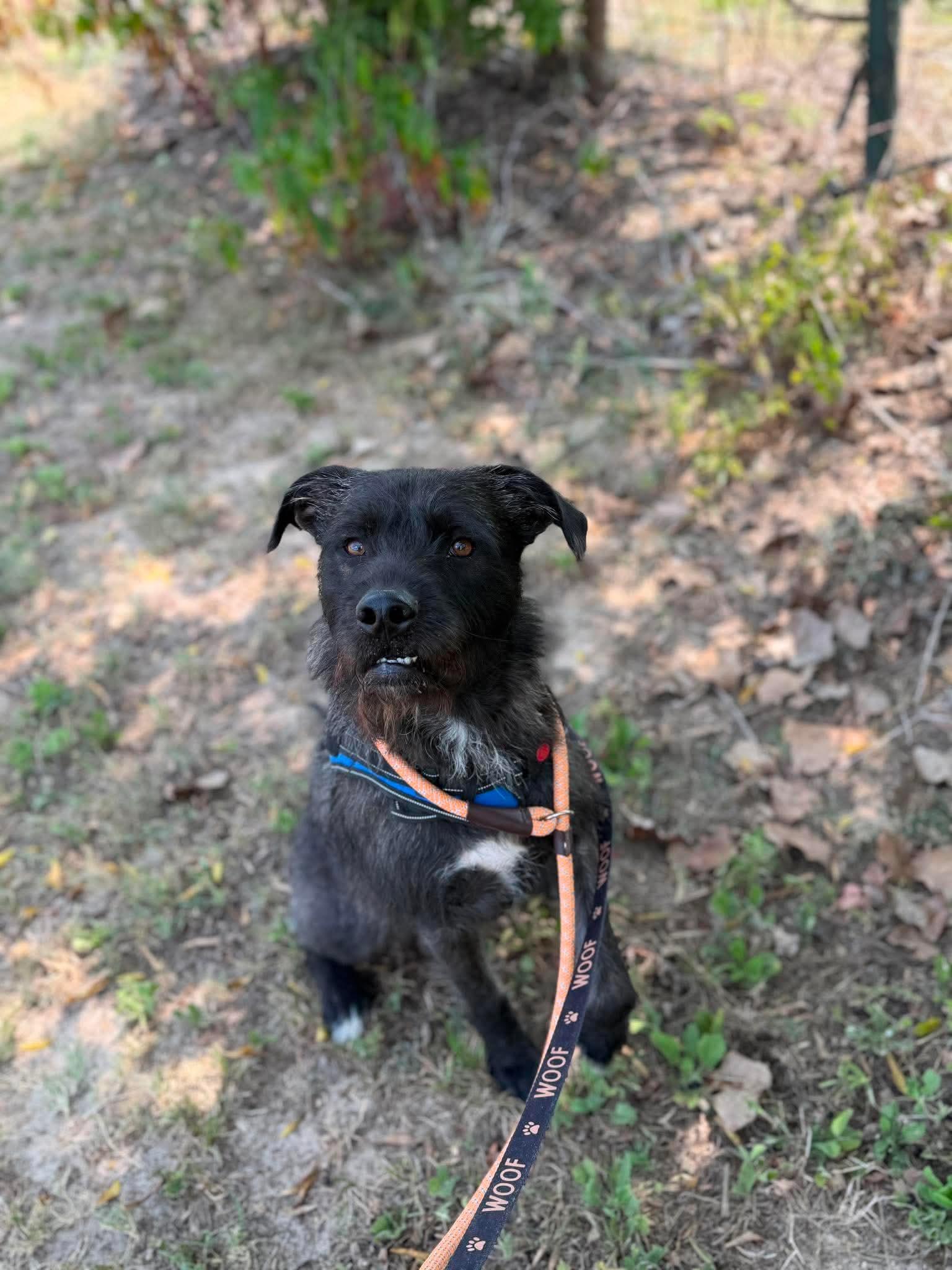 Enlarge Curly, a Adoptable mixed breed in Hawkins, TX image 4/5