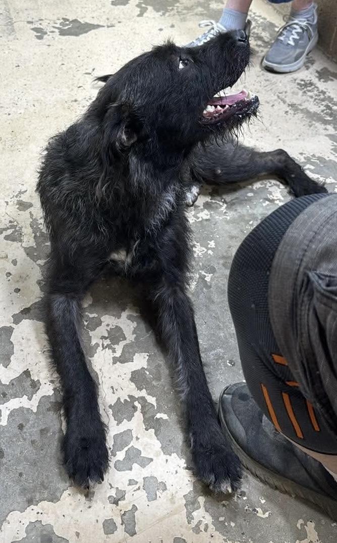 Enlarge Curly, a Adoptable mixed breed in Hawkins, TX image 2/5