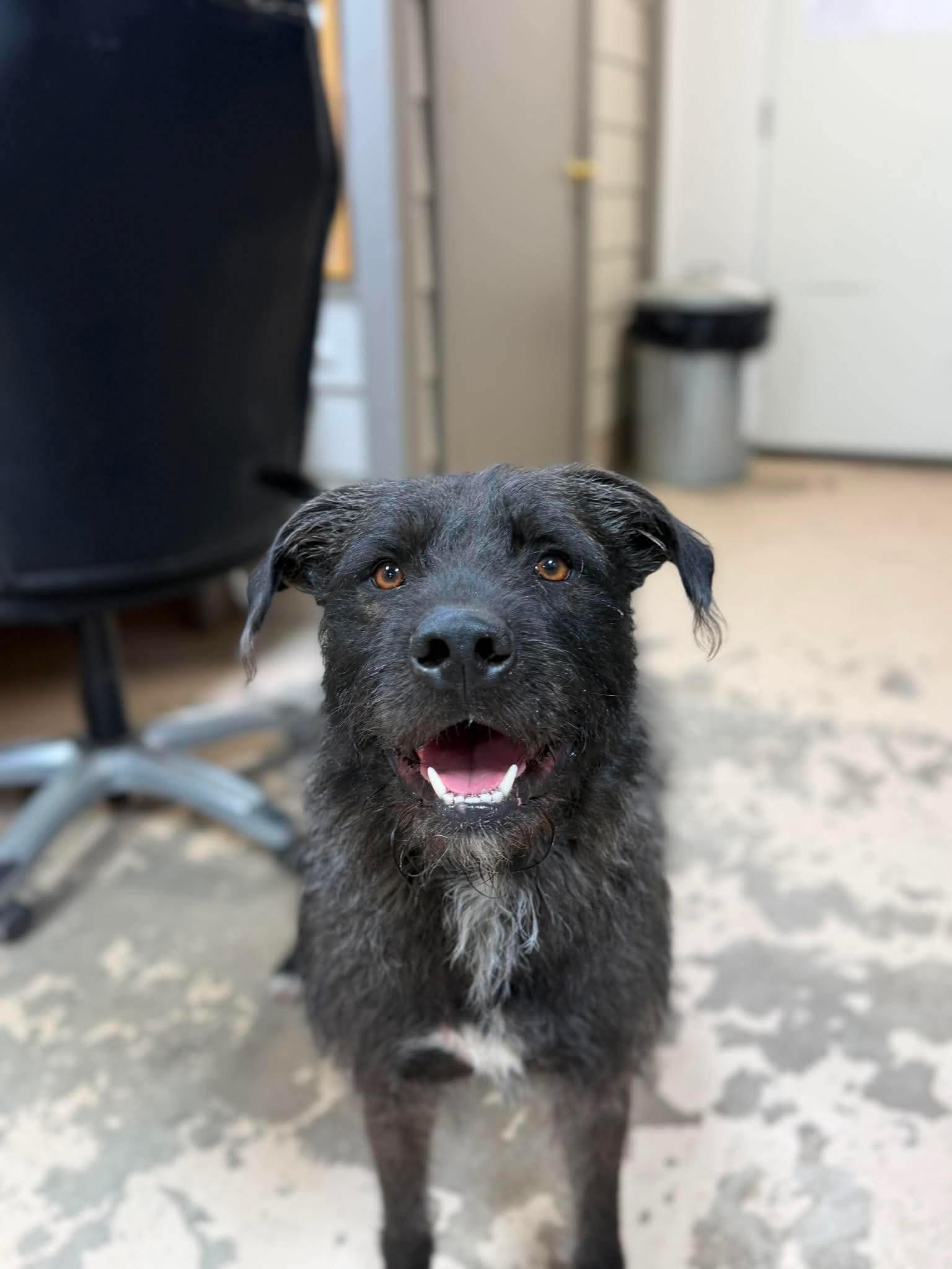 Curly, Adoptable, Young Male Wirehaired Terrier.