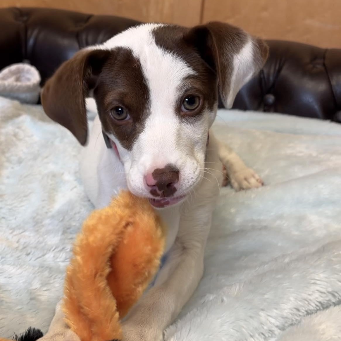 Gina, adopted, Puppy Female Hound.