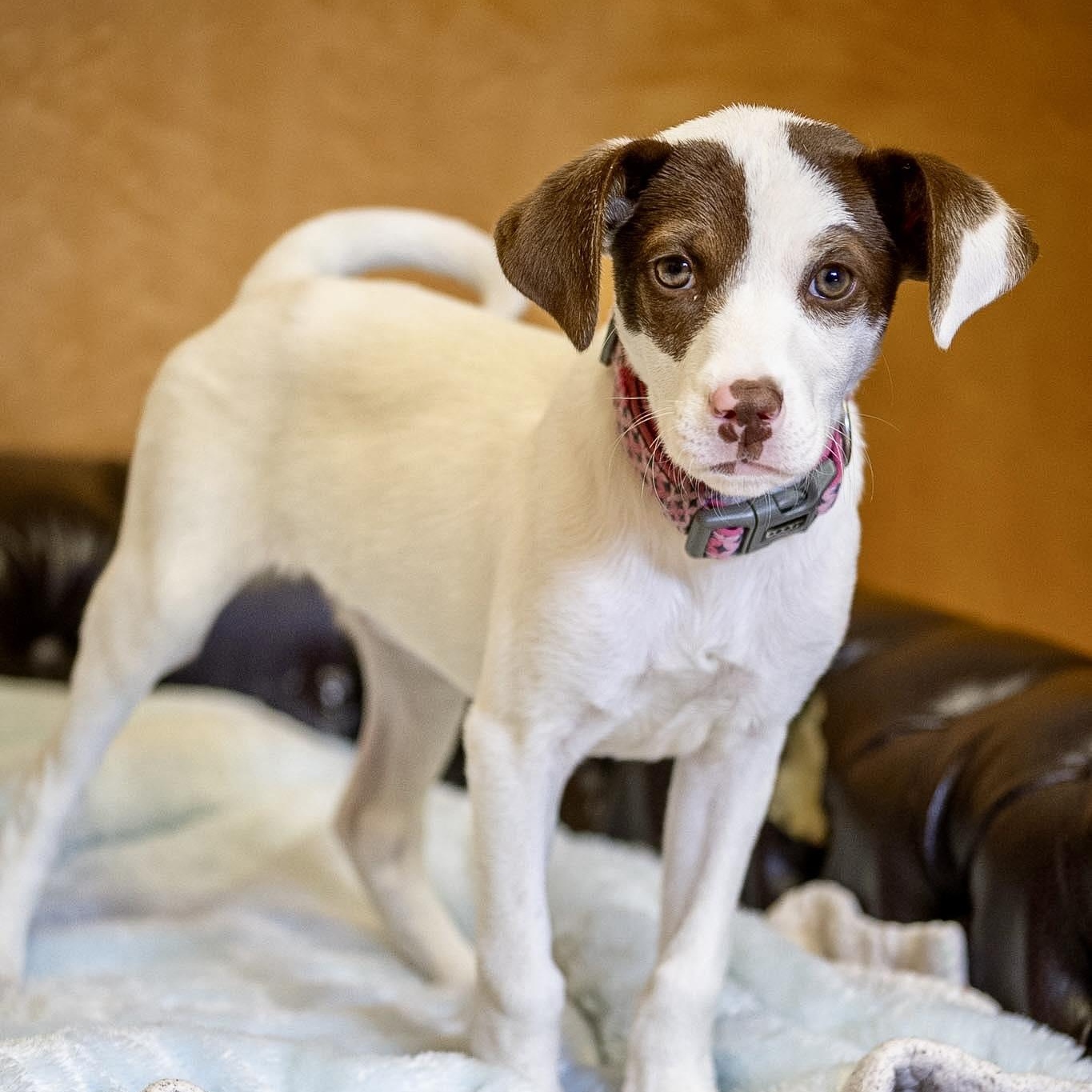 Gina, an adopted Hound in Valparaiso, IN image 3/3