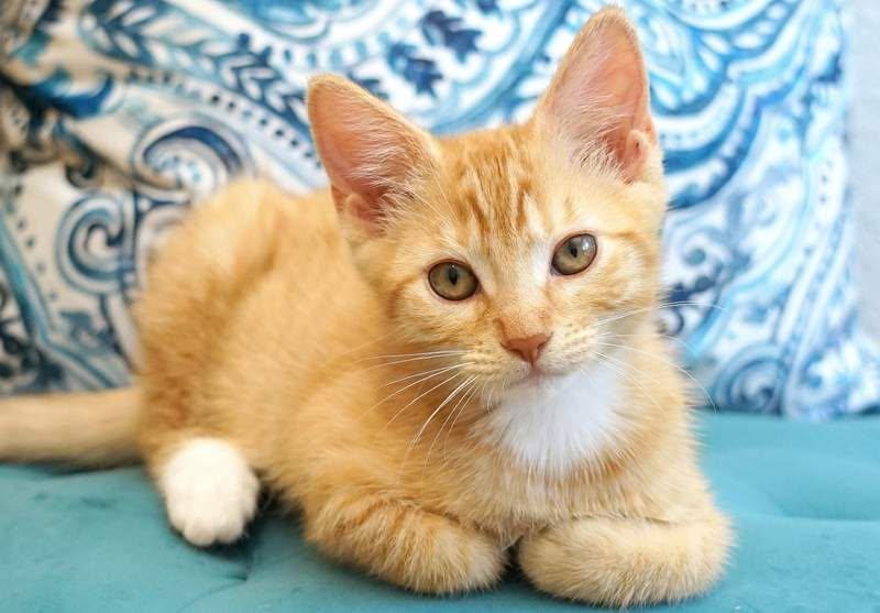 Enlarge Philly & Genny- Celebrity Kittens, a ADOPTABLE mixed breed in Rocklin, CA image 4/5