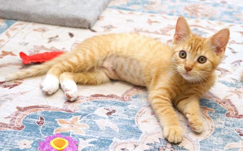 Enlarge Philly & Genny- Celebrity Kittens, a ADOPTABLE mixed breed in Rocklin, CA image 3/5