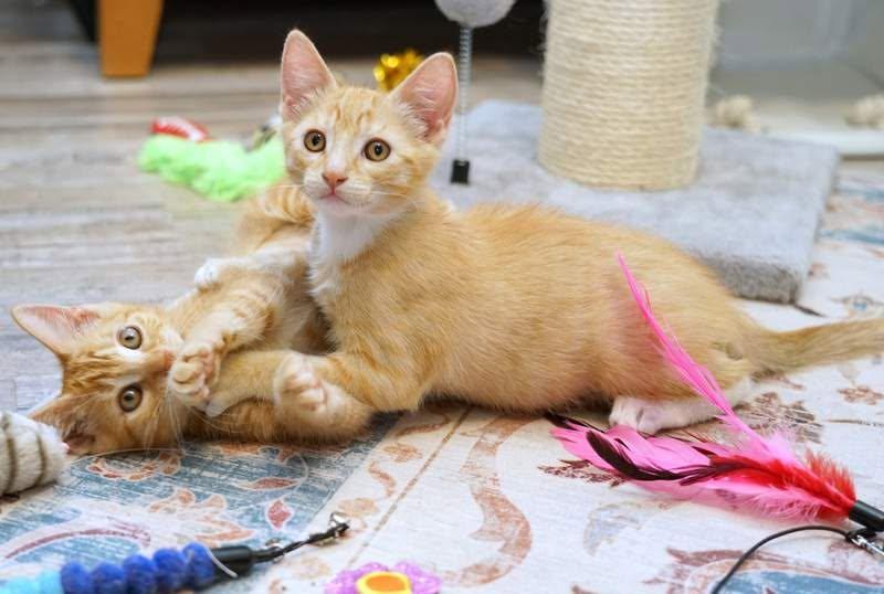 Enlarge Philly & Genny- Celebrity Kittens, a ADOPTABLE mixed breed in Rocklin, CA image 2/5