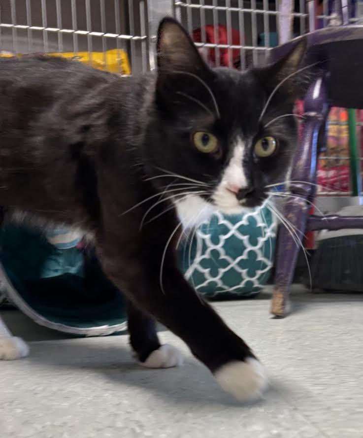 Enlarge Kojak, a ADOPTABLE Domestic Medium Hair in Marblehead, MA image 1/2