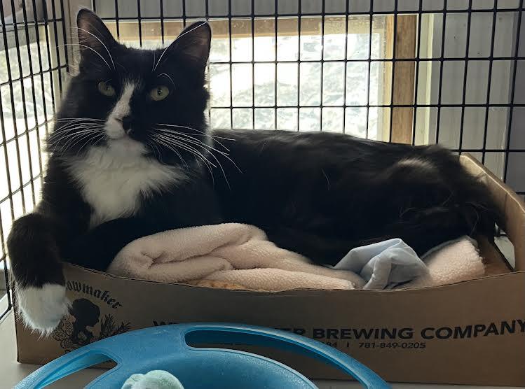 Kojak, ADOPTABLE, Young Male Domestic Medium Hair.