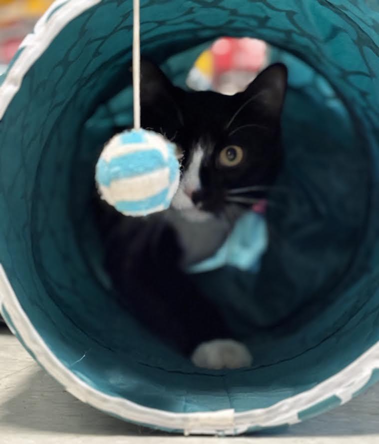 Enlarge Kojak, a ADOPTABLE Domestic Medium Hair in Marblehead, MA image 2/2