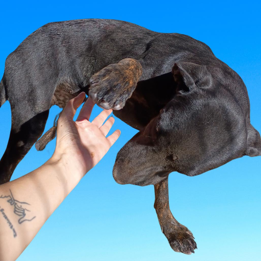 Belle Starr, Adoptable, Young Female Cane Corso & Labrador Retriever.