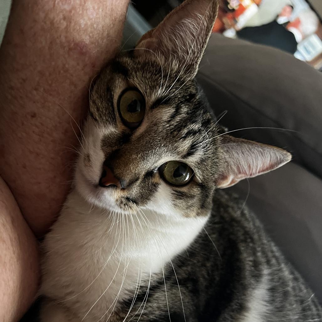 Synder, Adoptable, Adult Female Domestic Short Hair.