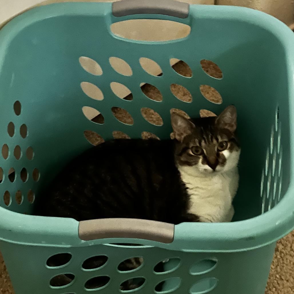 Enlarge Synder, a Adoptable Domestic Short Hair in Tempe, AZ image 2/2