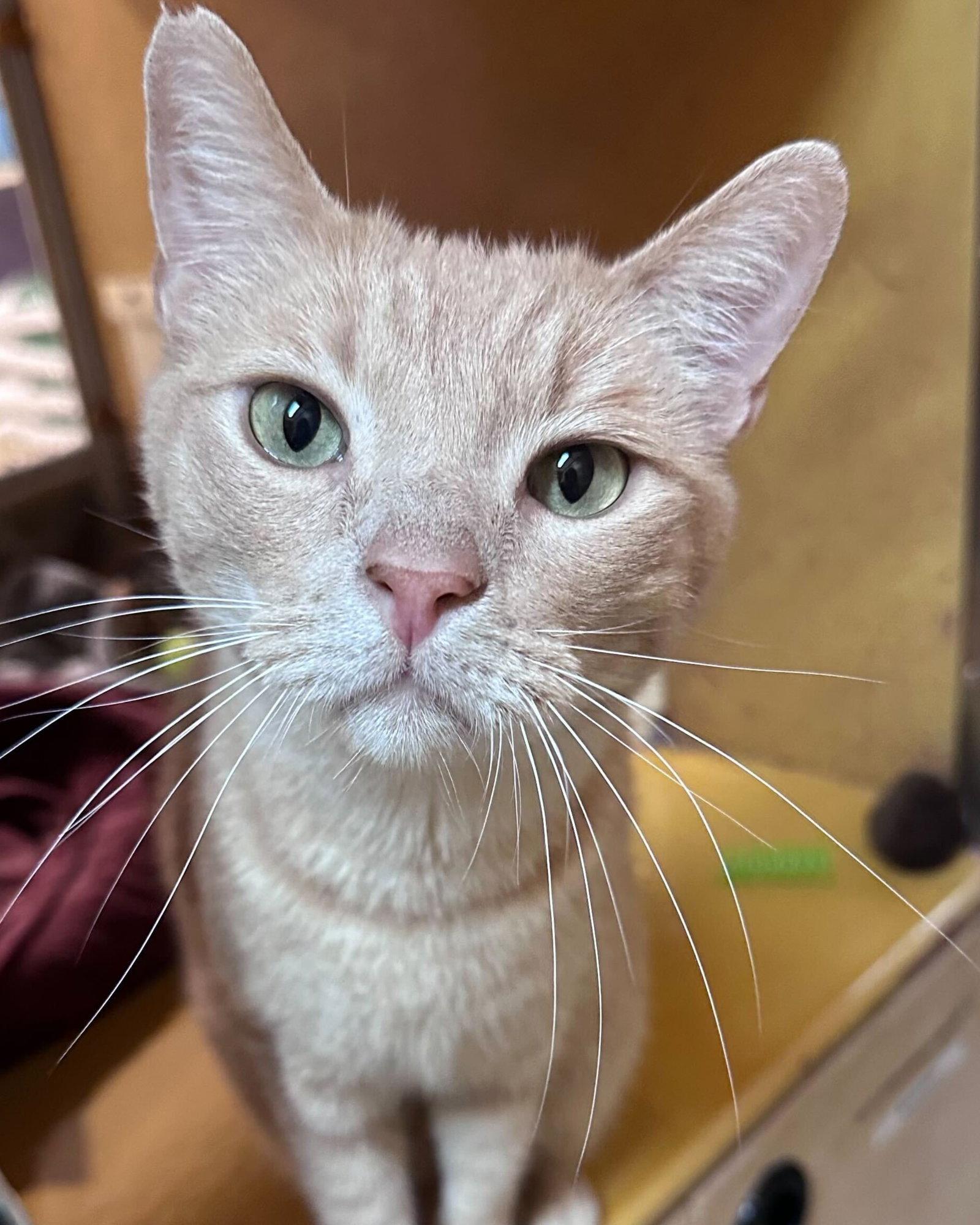 Enlarge Ace, a Adopted Domestic Short Hair in Rowlett, TX image 1/3
