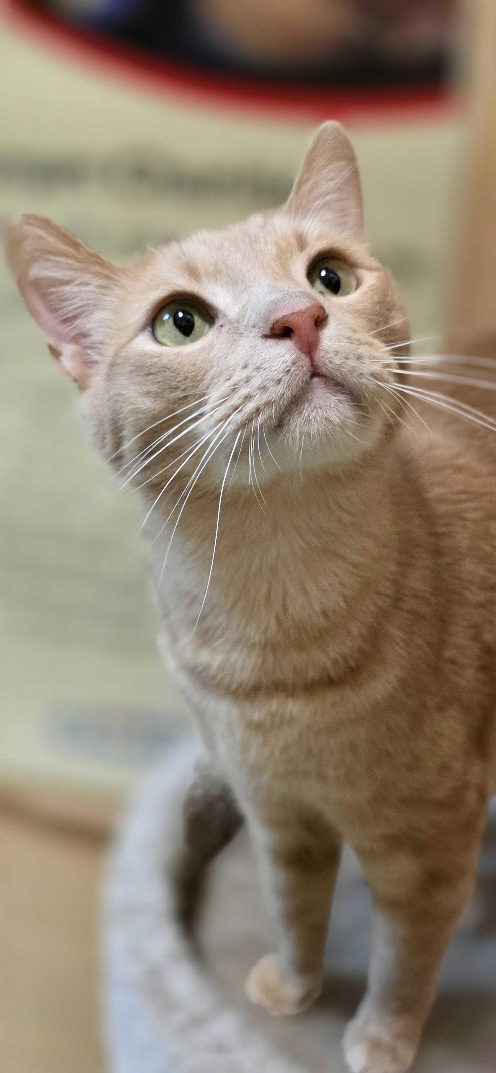 Enlarge Ace, a Adopted Domestic Short Hair in Rowlett, TX image 3/3