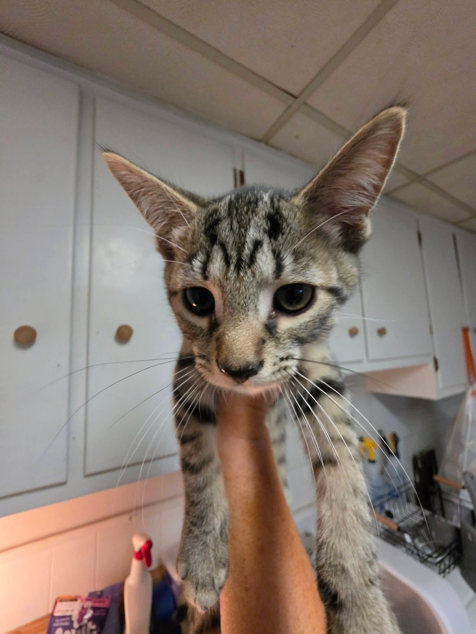 Enlarge Dave, a ADOPTABLE Domestic Short Hair in Plymouth , PA image 2/2