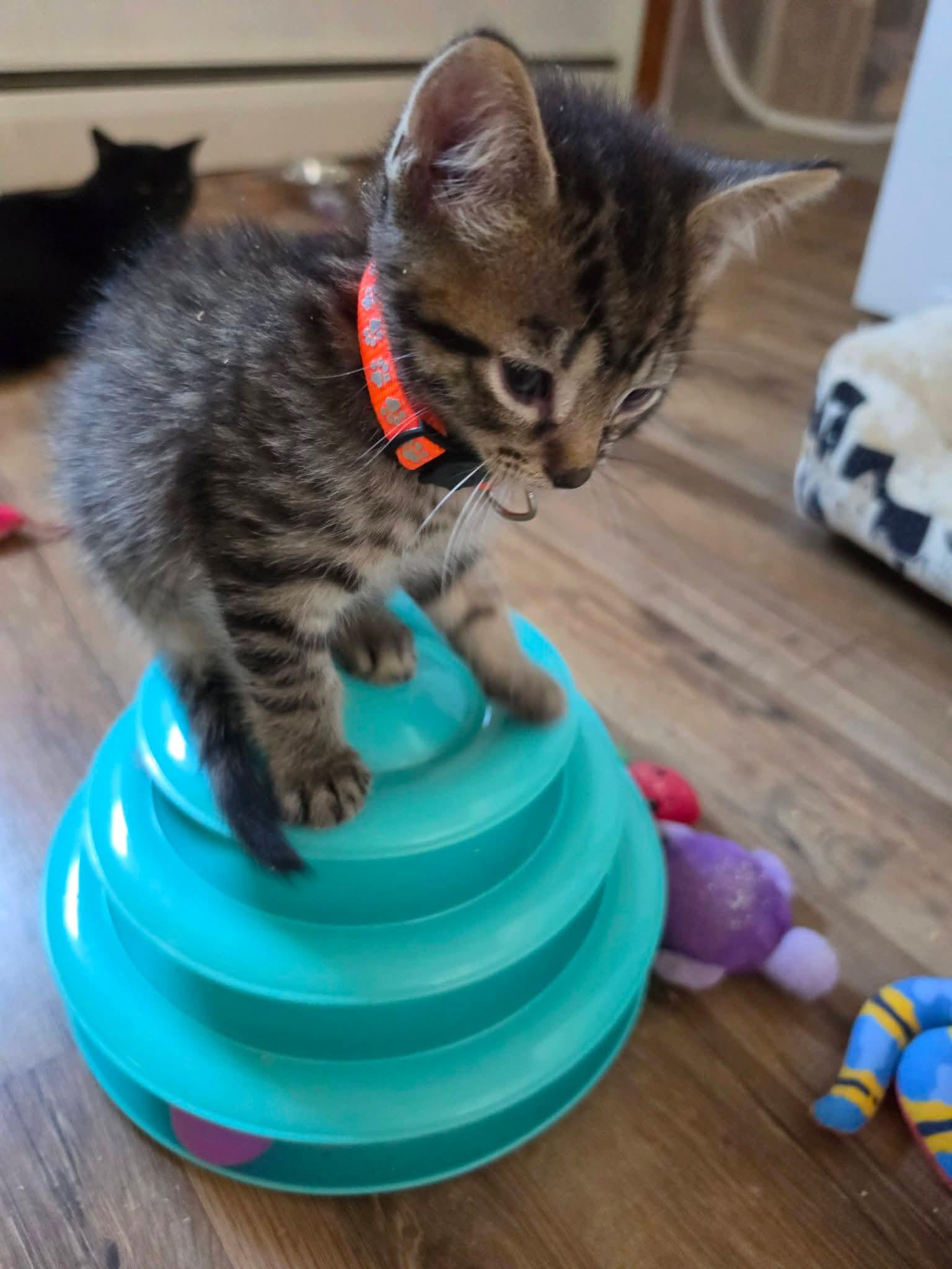 Dave, ADOPTABLE, Young Male Domestic Short Hair.
