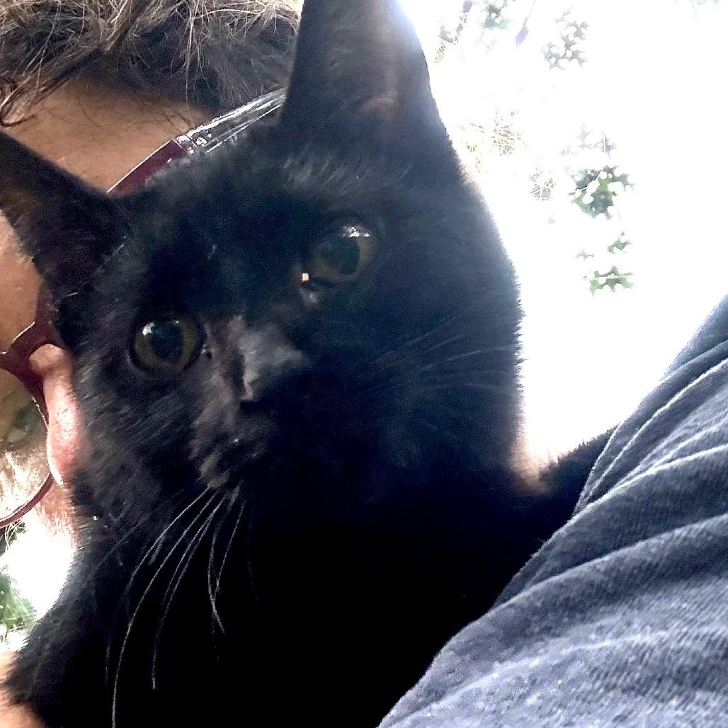 Enlarge Joy, a Adoptable Domestic Short Hair in Granby, MO image 1/1