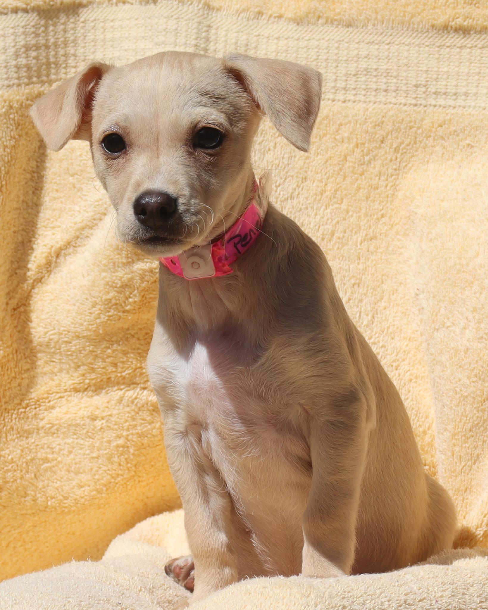 BABY PENELOPE photo 4