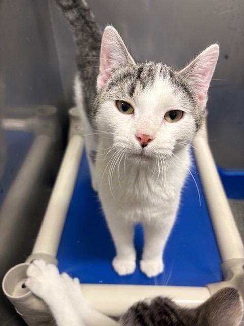 Petal, Adoptable, Kitten Female Domestic Short Hair.