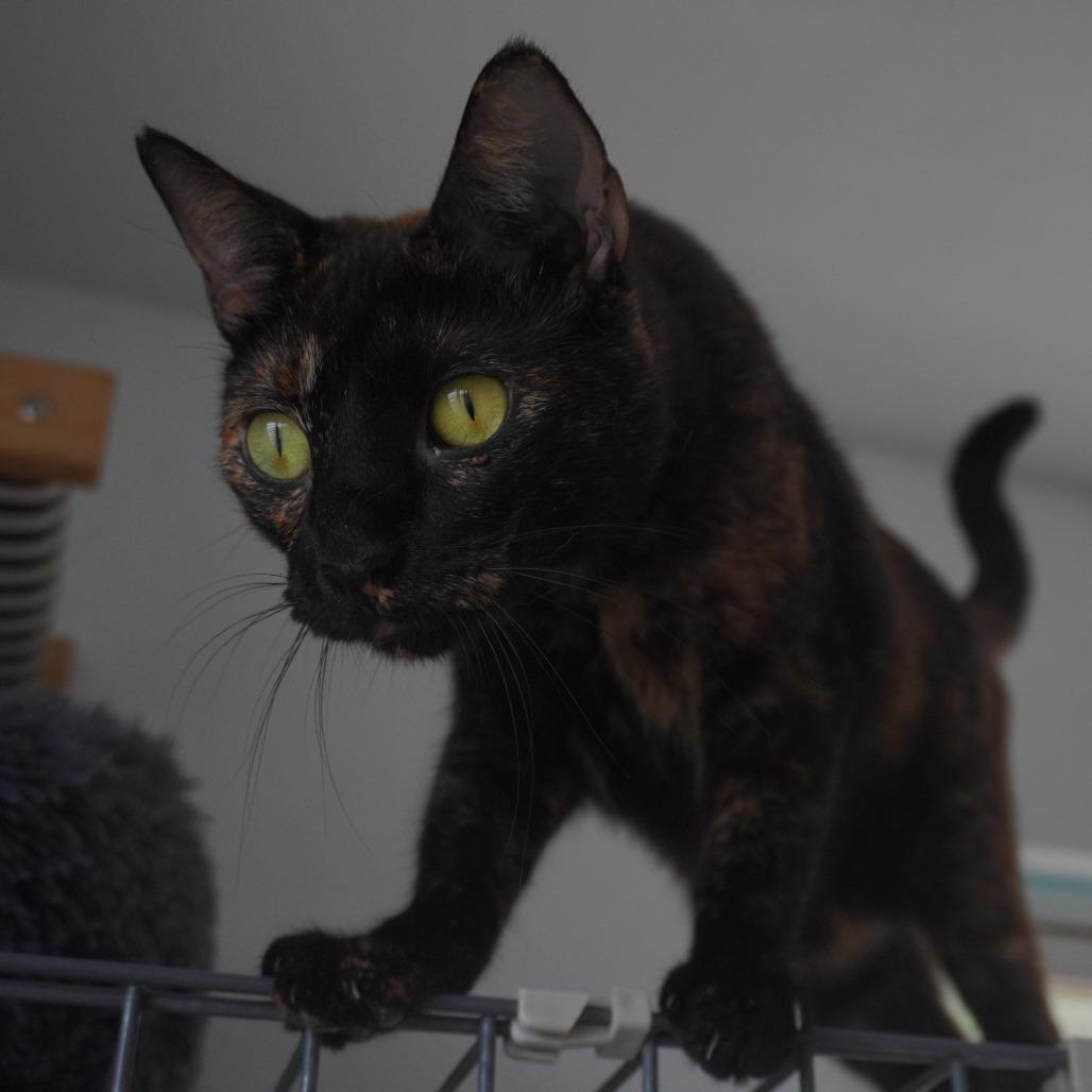 Enlarge Dalmy, a Adoptable Domestic Short Hair in San Juan, PR image 1/4