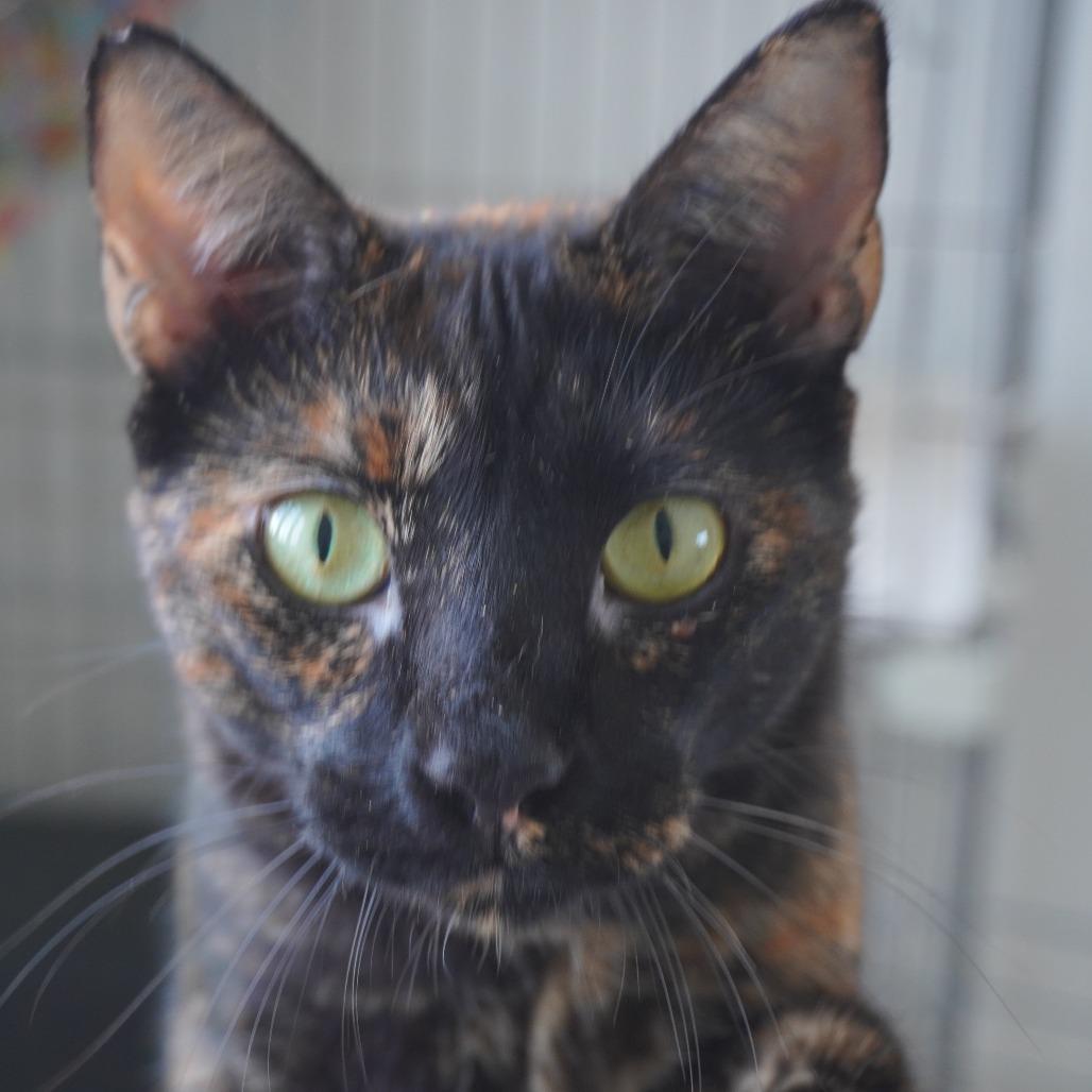 Enlarge Dalmy, a Adoptable Domestic Short Hair in San Juan, PR image 2/4