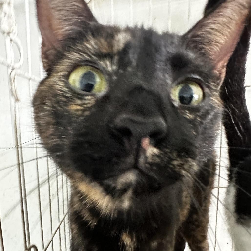 Enlarge Dalmy, a Adoptable Domestic Short Hair in San Juan, PR image 3/4