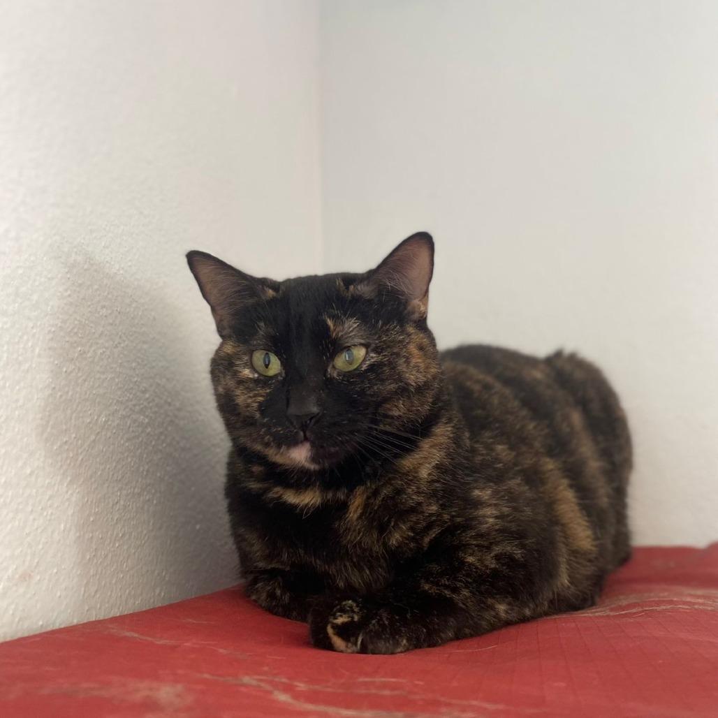 Enlarge Dalmy, a Adoptable Domestic Short Hair in San Juan, PR image 4/4