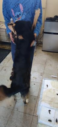 Enlarge Twilight, a Adoptable mixed breed in Violet, LA image 1/2