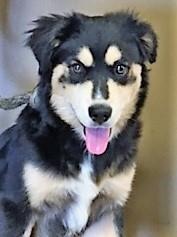 Enlarge Twilight, a Adoptable mixed breed in Violet, LA image 2/2