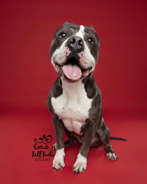 Annabelle, ADOPTABLE, Adult Female American Bulldog.
