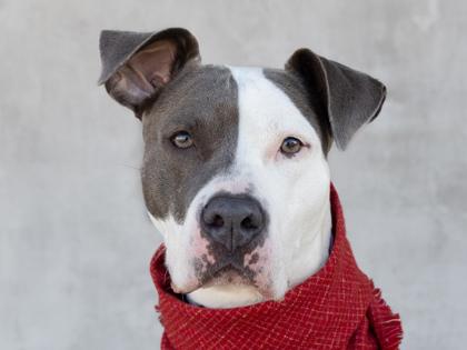 Athena, Adoptable, Adult Female Mixed Breed & Mixed Breed.