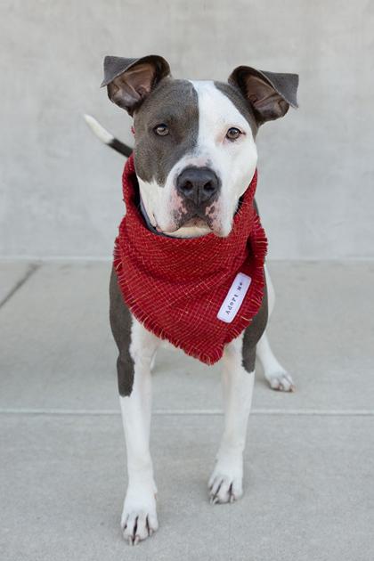 Enlarge Athena, a Adoptable mixed breed in Longmont, CO image 2/3