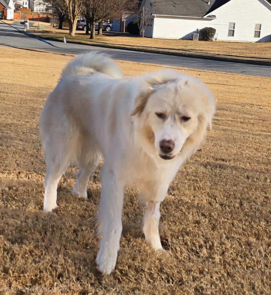 Jesse James, an adopted Great Pyrenees in Atlanta, GA image 2/5