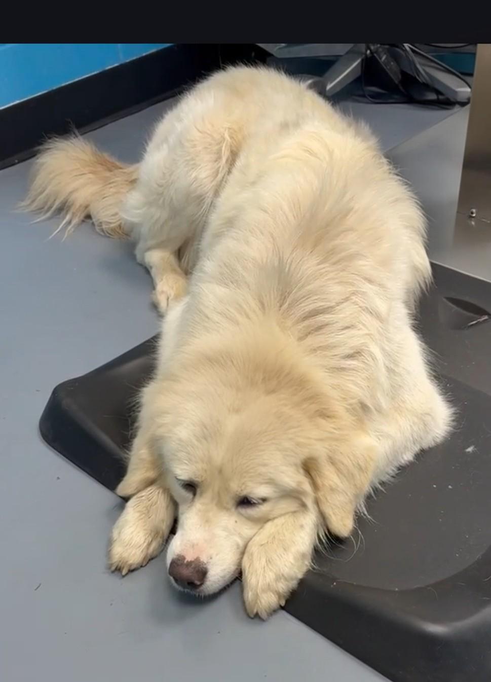 Enlarge Jesse James, a ADOPTABLE Great Pyrenees in Atlanta, GA image 2/2