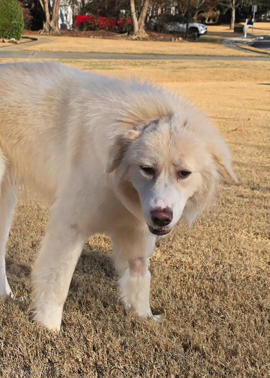 Jesse James, an adopted Great Pyrenees in Atlanta, GA image 4/5